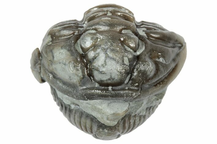 Wide Enrolled Flexicalymene Trilobite - Mt Orab, Ohio #358122